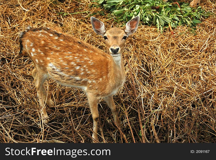 Close-up shot of a deer in a forest. Close-up shot of a deer in a forest