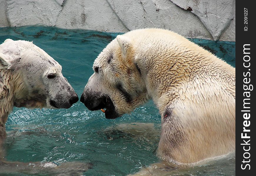 2 polar bears playing in a pool in a zoo.