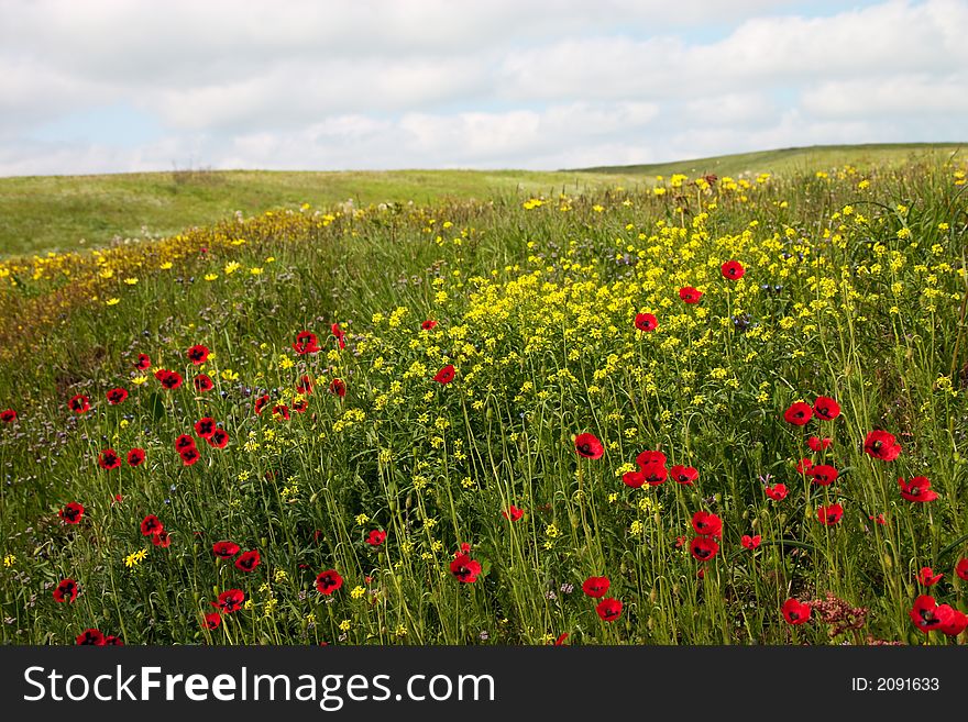 Wild flowers in the spring steppe