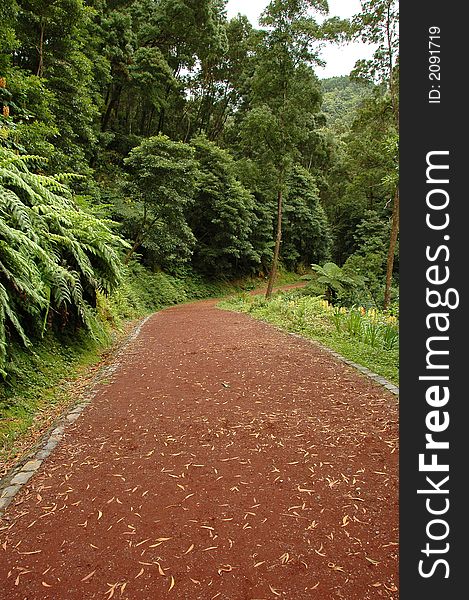 Path leading through a forested area of an Island. Path leading through a forested area of an Island