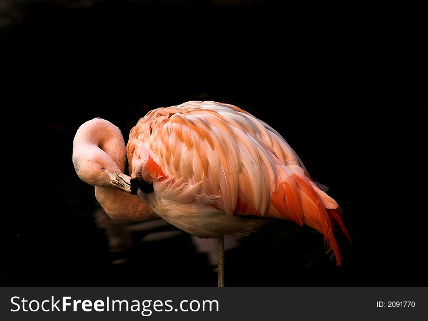 Classic image of a pink flamingo on black background