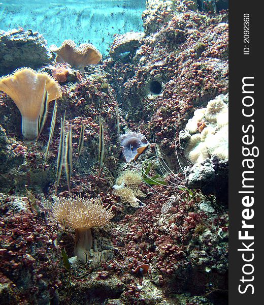 Underwater series - closeup shots of coral and fish