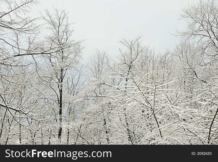 Trees, winters, forest, christmas, snow, cold
