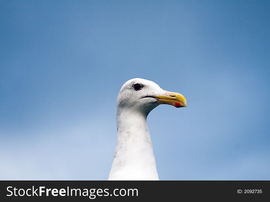 Head shot of a seagull. Head shot of a seagull