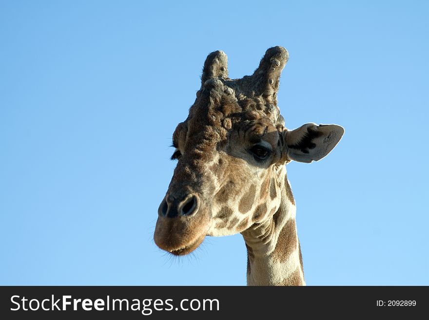 Close up shot of a giraffe. Close up shot of a giraffe