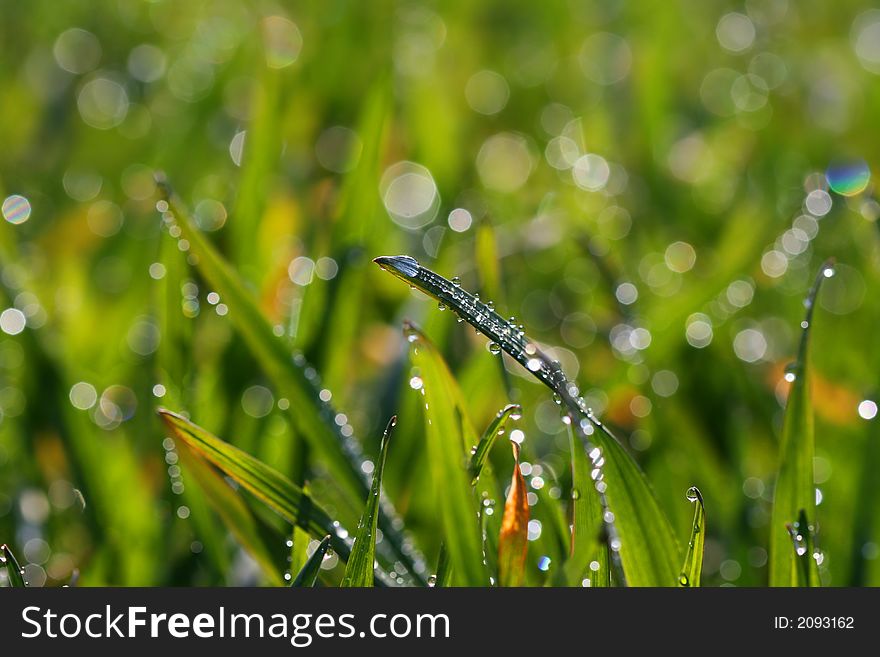 Green grass with many drops on spring