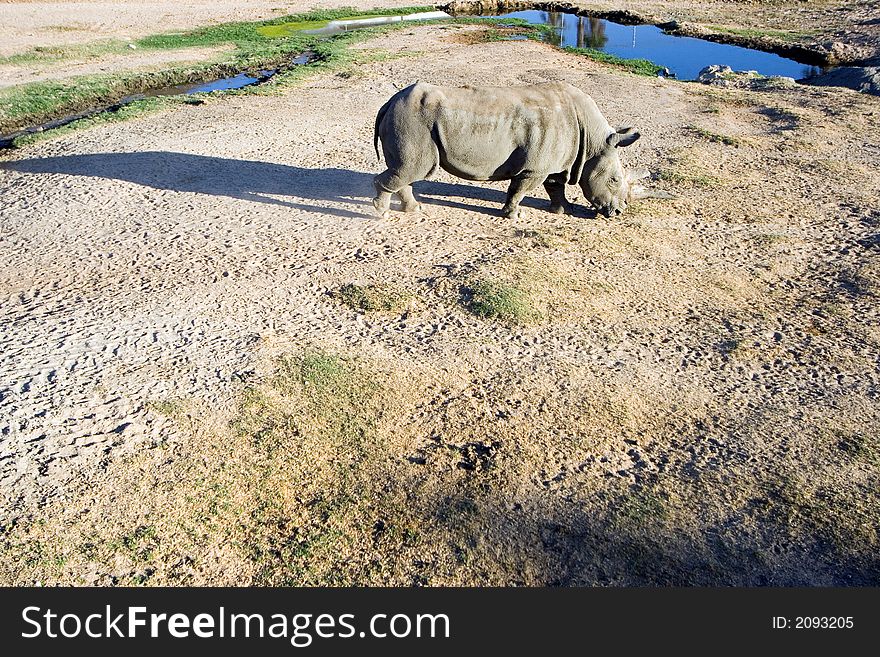 White (square-lipped) rhinoceros, South Africa. White (square-lipped) rhinoceros, South Africa