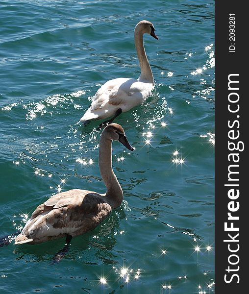 White swans  swimming on Beautiful Ontario lake