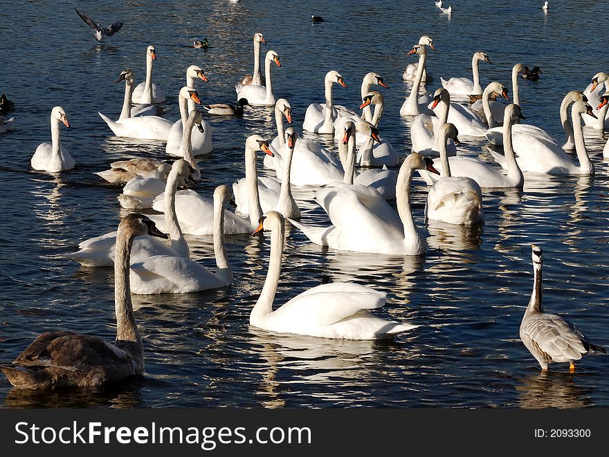 A crowd of swans swimming in the water. A crowd of swans swimming in the water