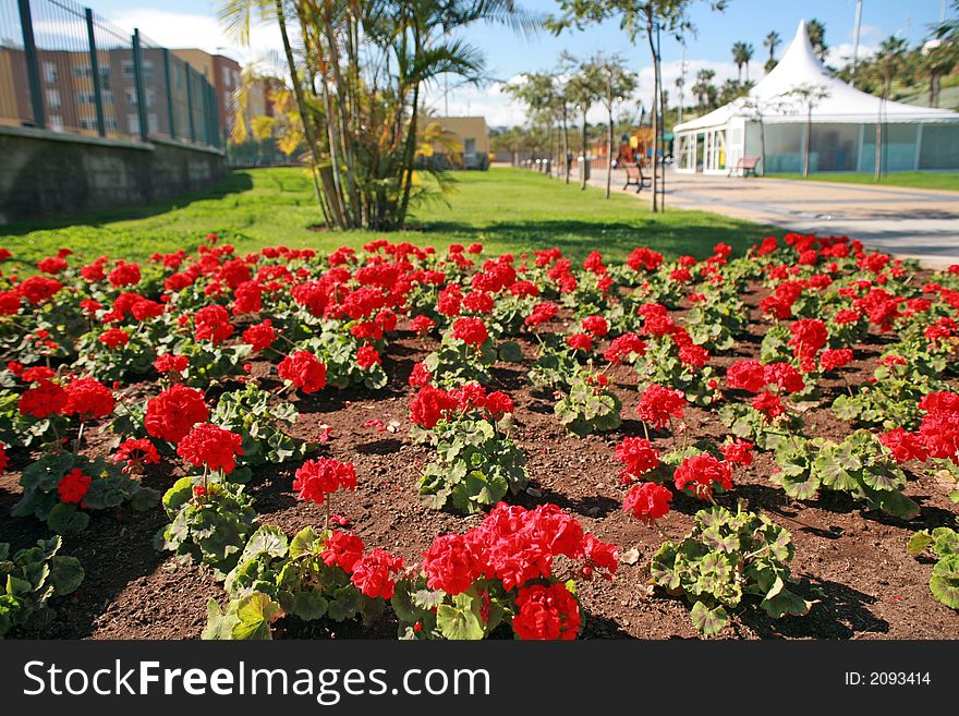 Field of red geranium in the city park