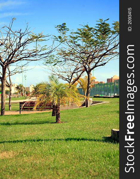 Single tropical palm tree in the city garden