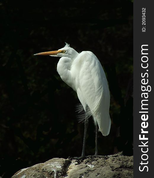 A great heron resting on a rock in the everglades. I darkened the background to allow the detail of the bird to stand out.