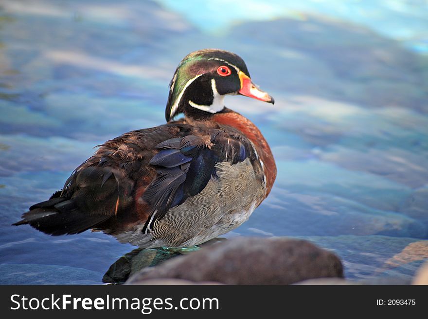 Little duck in the lake of the city park