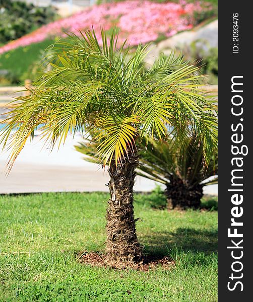 Single tropical palm tree in the city garden