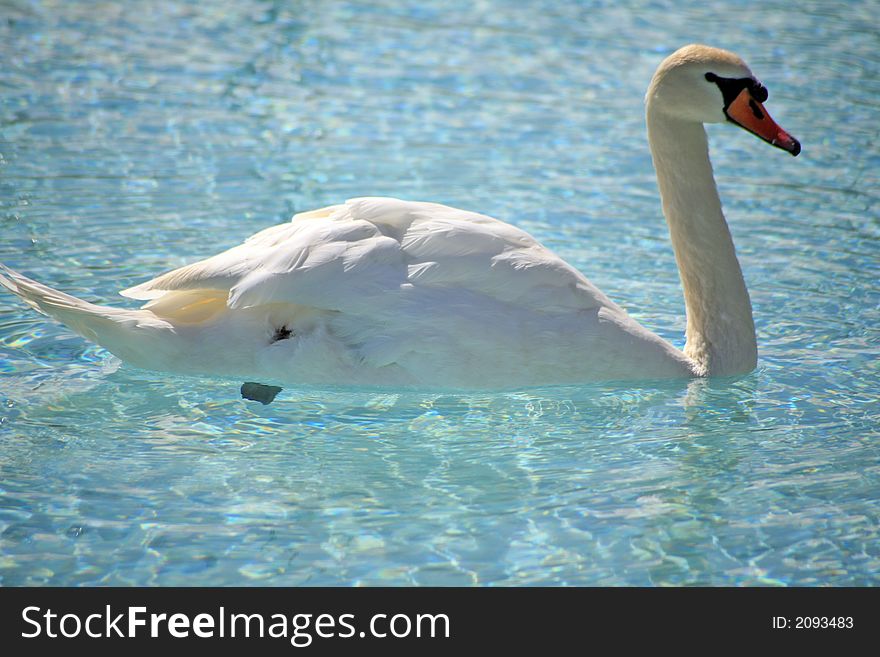 White swan in the lake of the city park