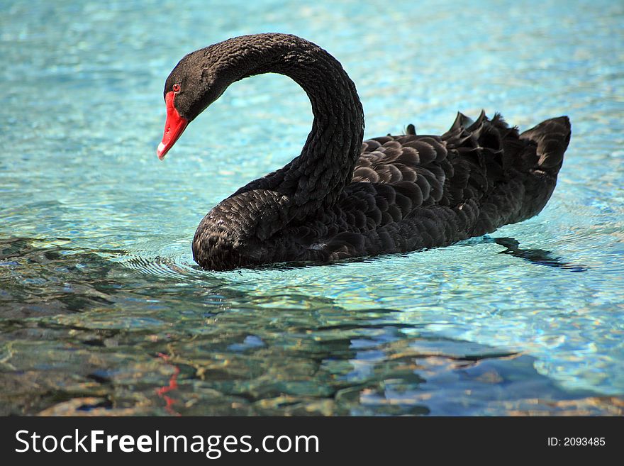 Black swan in the lake of the city park