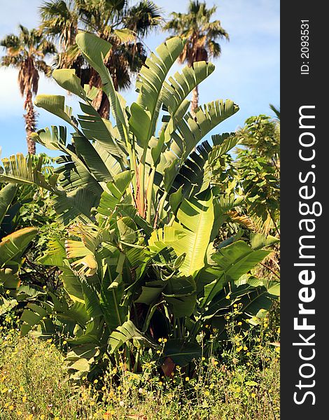 Banana palm tree in the city garden in blue sky