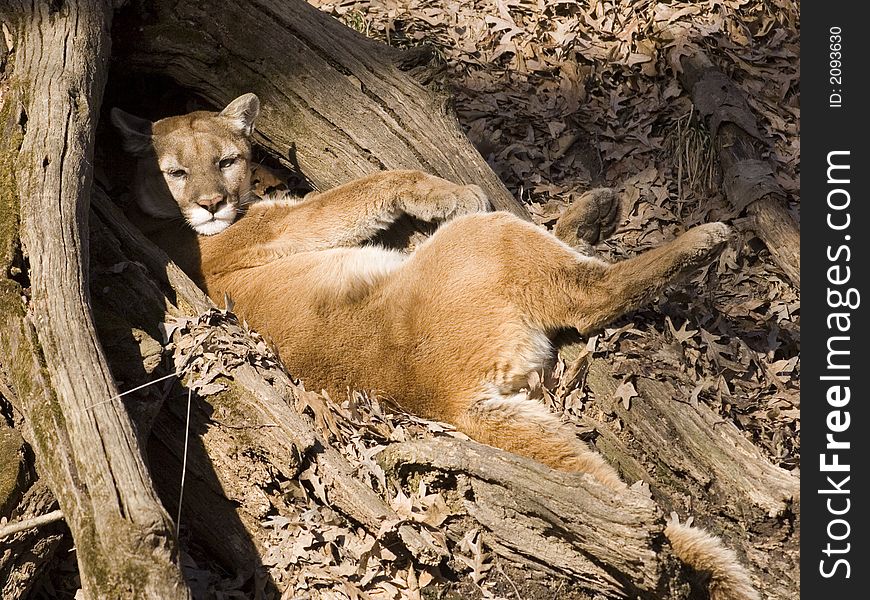 A mountain lion takes an afternoon cat nap in a wooded area. A mountain lion takes an afternoon cat nap in a wooded area