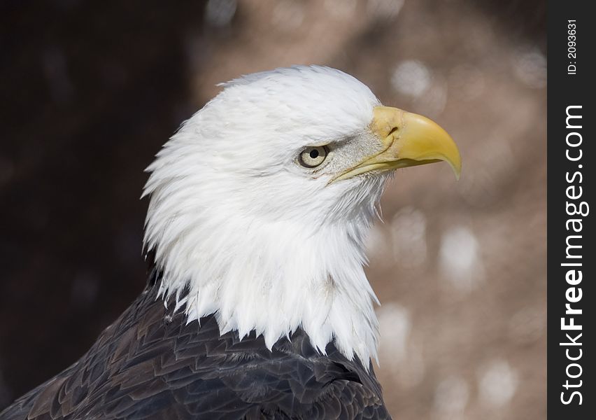 Bald eagle portrait (captive)