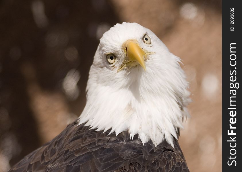 Bald eagle portrait (captive)