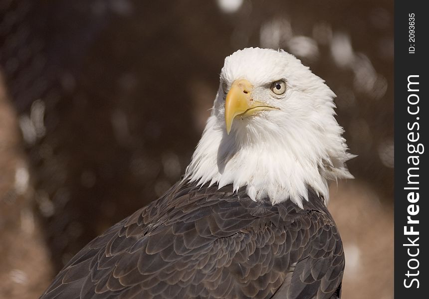 Bald eagle portrait (captive)