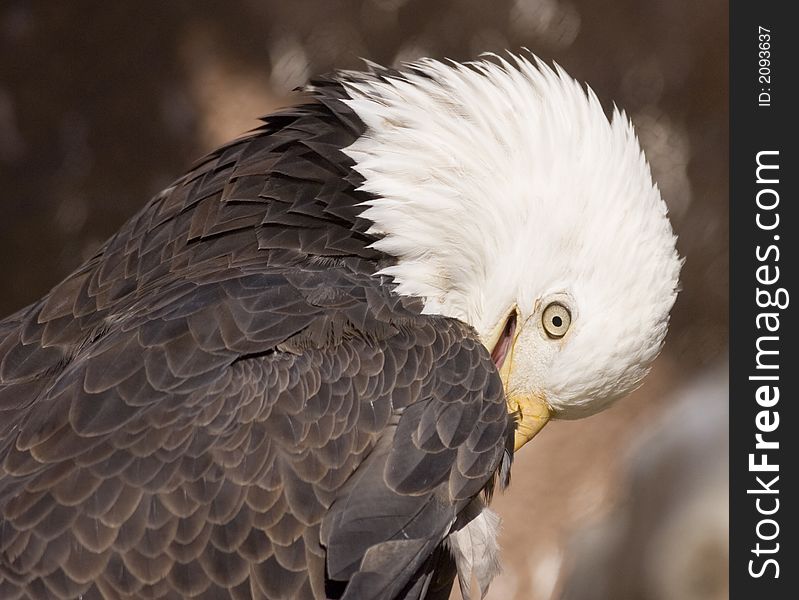 Bald Eagle Portrait (captive)