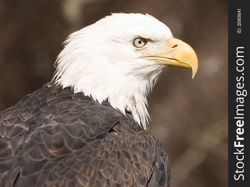 A portrait image of a bald eagle (captive). A portrait image of a bald eagle (captive)