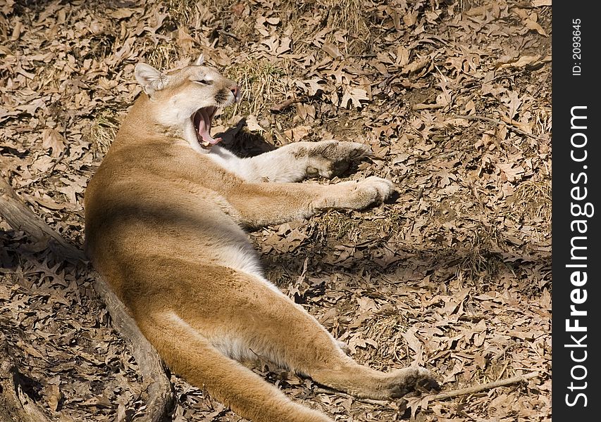 A mountain lion yawns just before taking an afternoon cat nap in a wooded area