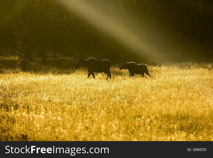 A moose and its calf are silhouetted in an open meadow at first light on a hazy morning in Yellowstone. A moose and its calf are silhouetted in an open meadow at first light on a hazy morning in Yellowstone