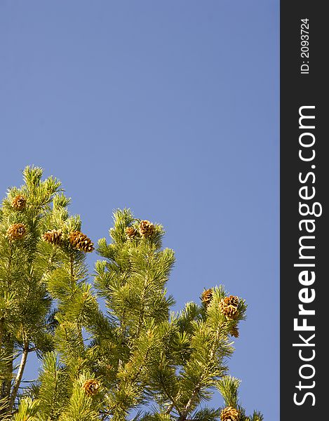 Pine cones on a tree on a blue sky day in yellowstone. Pine cones on a tree on a blue sky day in yellowstone