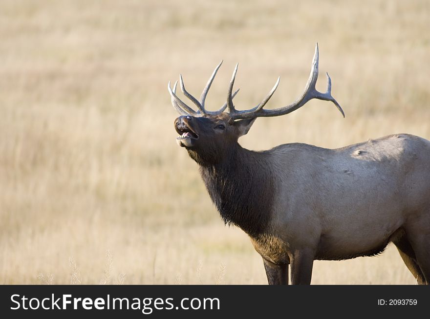 A bull elk bugles in a meadow in Yellowstone National Park. A bull elk bugles in a meadow in Yellowstone National Park