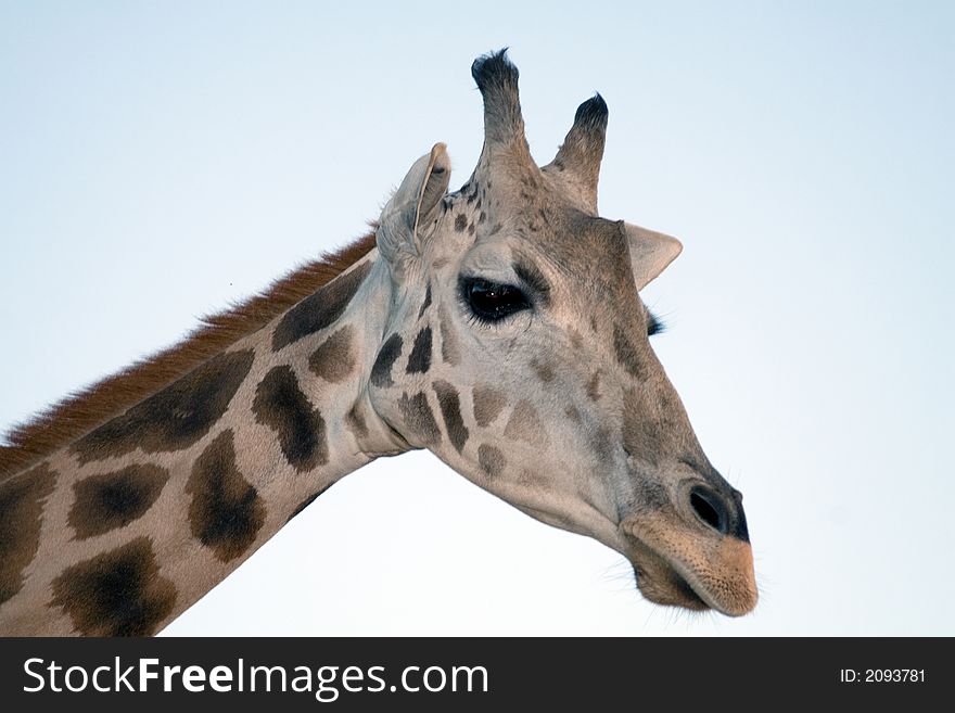 Close up shot of a giraffe. Close up shot of a giraffe