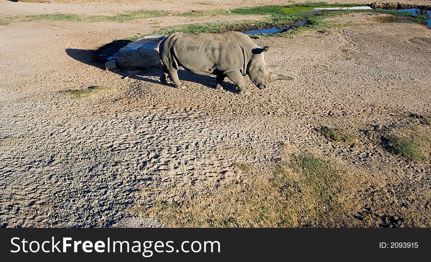 White (square-lipped) rhinoceros, South Africa. White (square-lipped) rhinoceros, South Africa