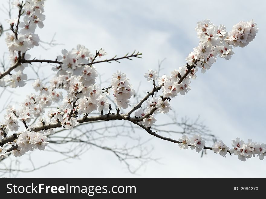 Spring beauty on the blue sky. Spring beauty on the blue sky