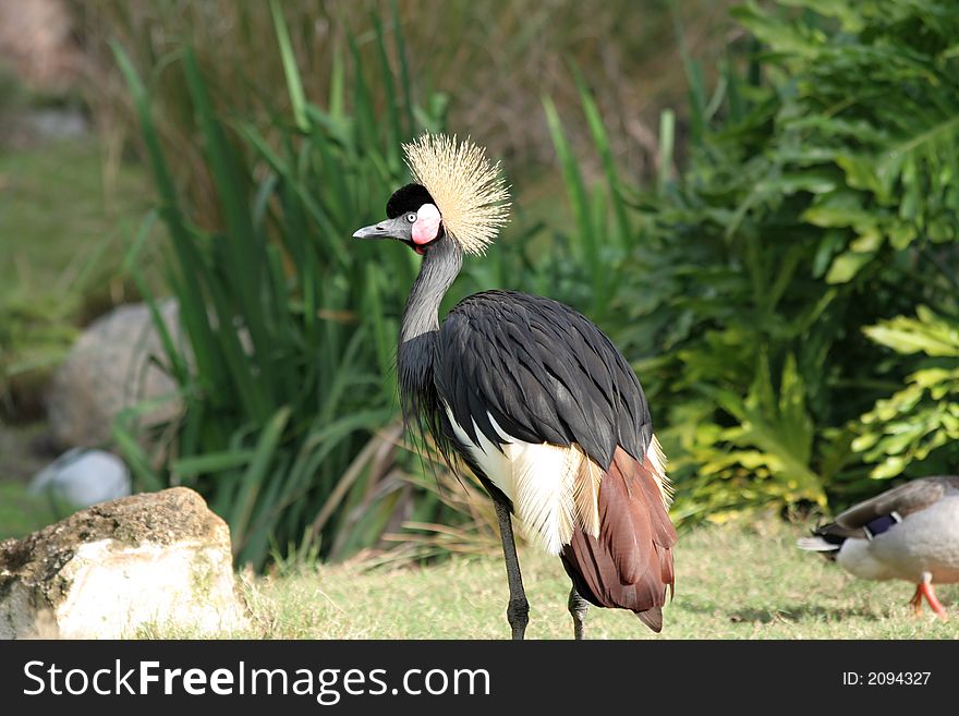 Colorful Crowned crane standing in its habitat. Colorful Crowned crane standing in its habitat