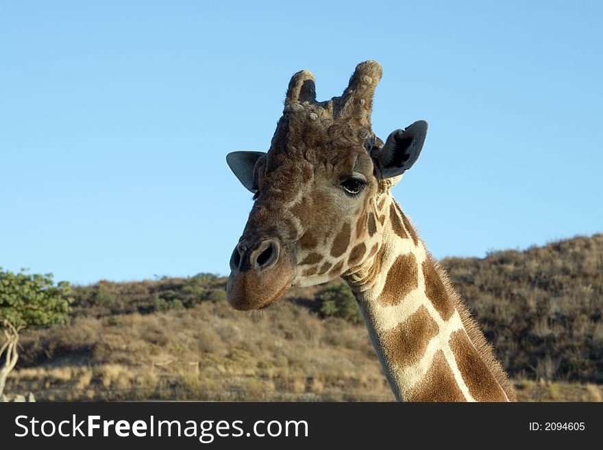 Close up shot of a giraffe. Close up shot of a giraffe