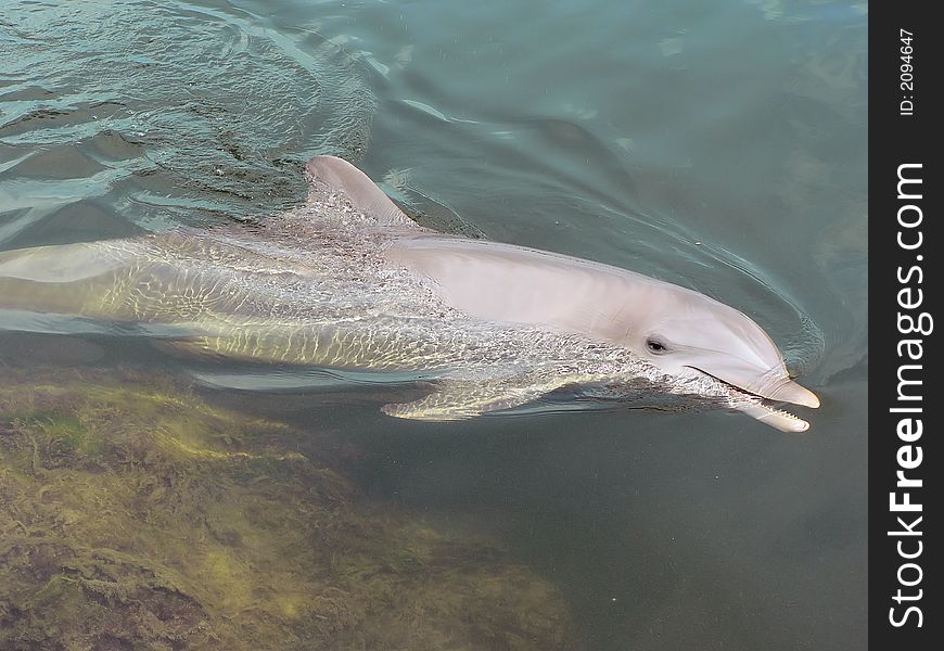 A dolphin swimming and looking at the camera