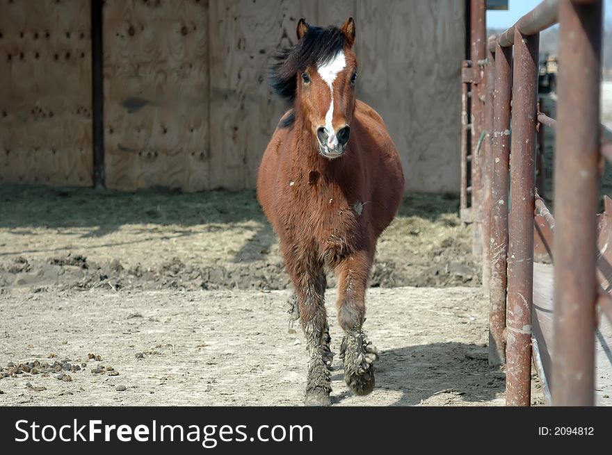 Pretty, shaggy, muddy pony trotting along fence-line in a muddy corral.