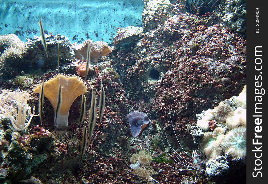 Underwater series - closeup shots of coral and fish