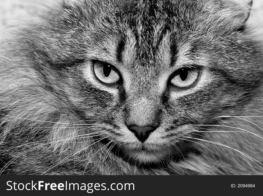 Close-up of the face of a tabby cat in black and white