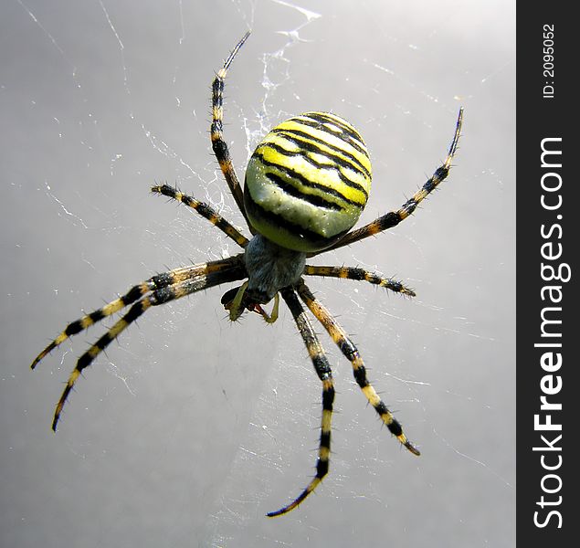 Close-up of a striped spider
