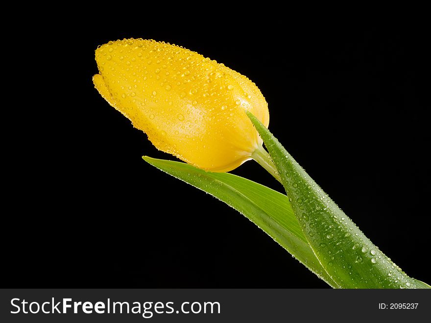 Perfect yellow tulip with dew drops over black