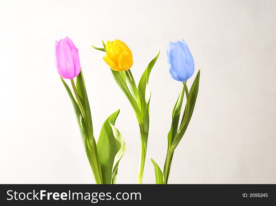 Three beautiful tulips isolated over white