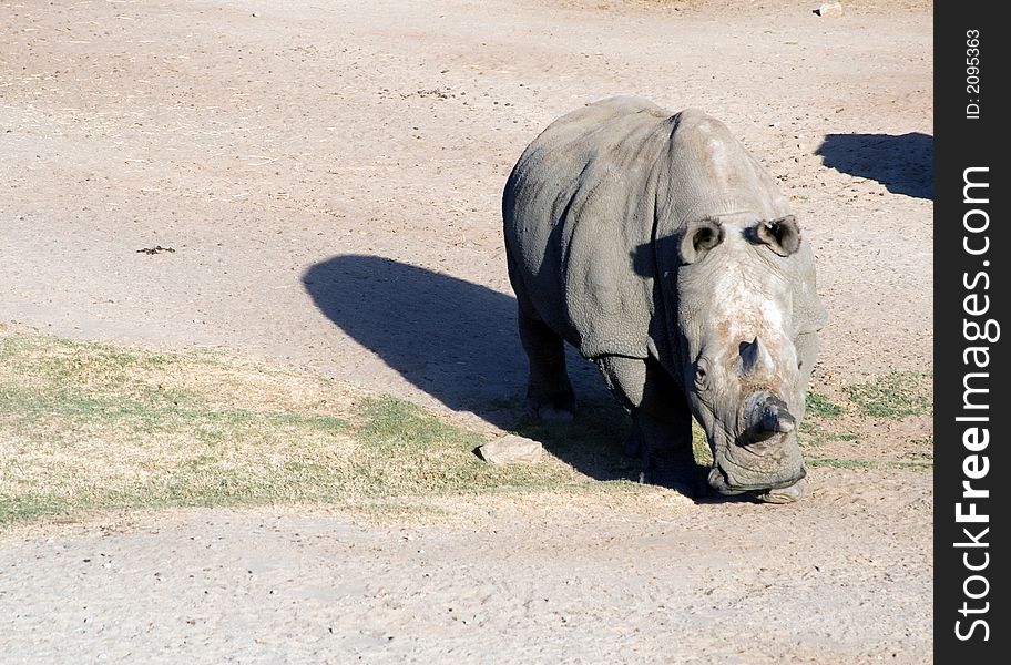 White (square-lipped) rhinoceros, South Africa. White (square-lipped) rhinoceros, South Africa