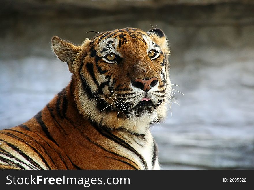 Portrait of tiger in captivity. Portrait of tiger in captivity