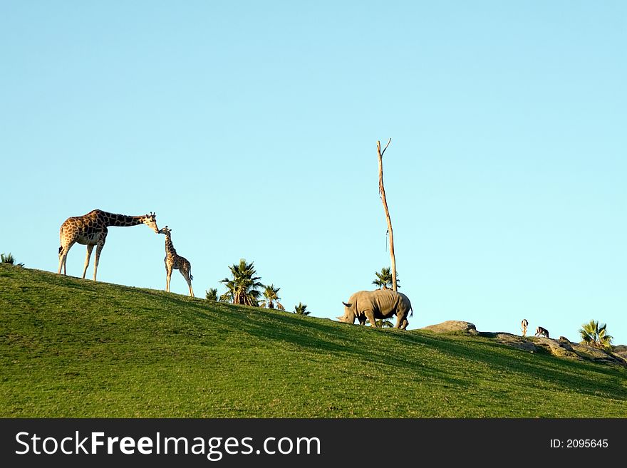 Giraffes and rhino eating at dusk