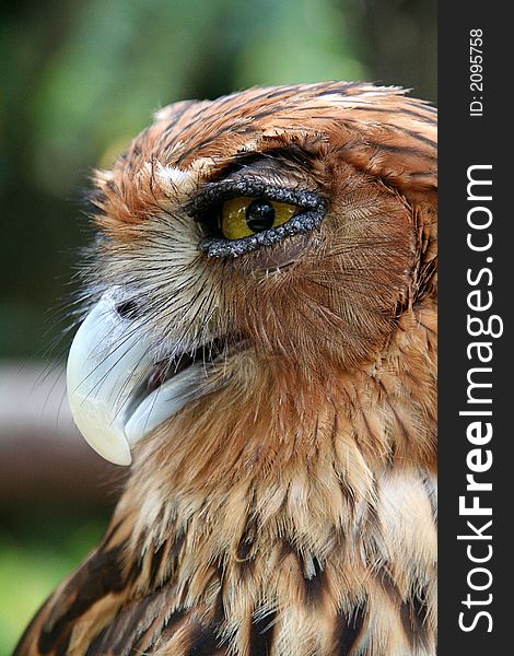 Profile of furry brown owl