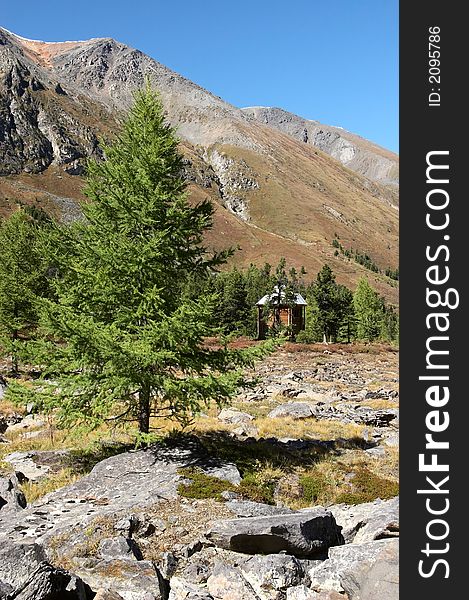 Larch, mountains and blue sky.