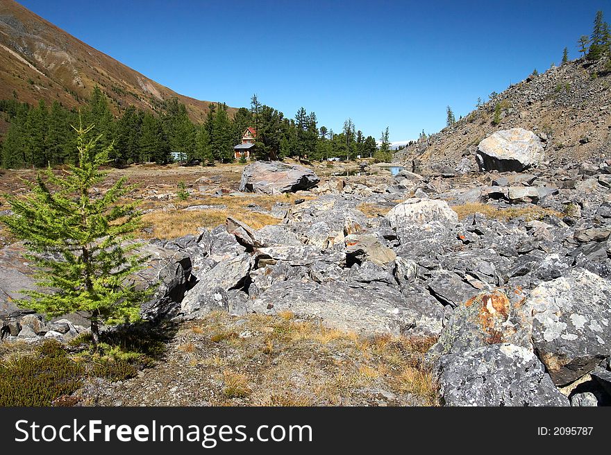 Larch, mountains and blue sky. Altay. Russia.