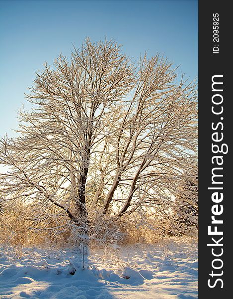 A venerable Maple tree wearing a blanket of snow and a crisp winter morning make resplendent scenery. A venerable Maple tree wearing a blanket of snow and a crisp winter morning make resplendent scenery.